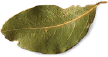 leaf-2
