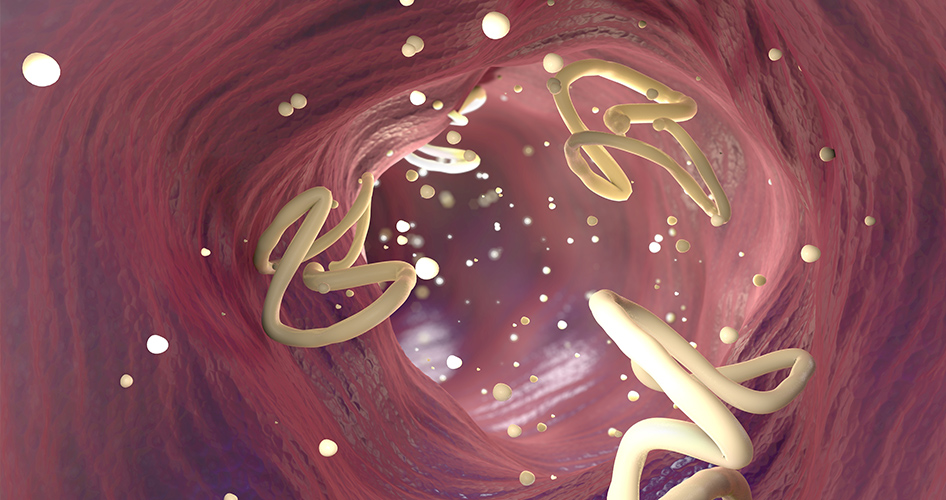 intestinal parasites and worms in colon